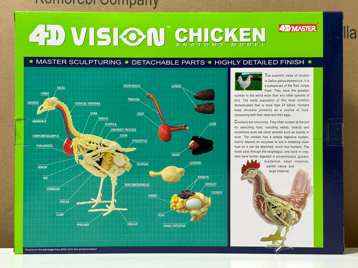 4D Master 622003 Chicken 鶏 解剖モデル