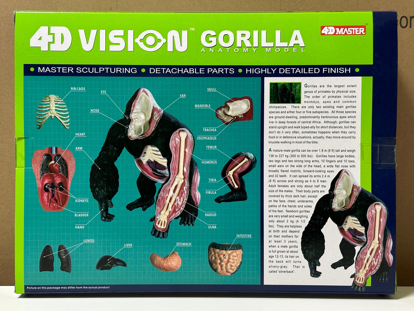 4D Master 622012 Gorilla ゴリラ 解剖モデル