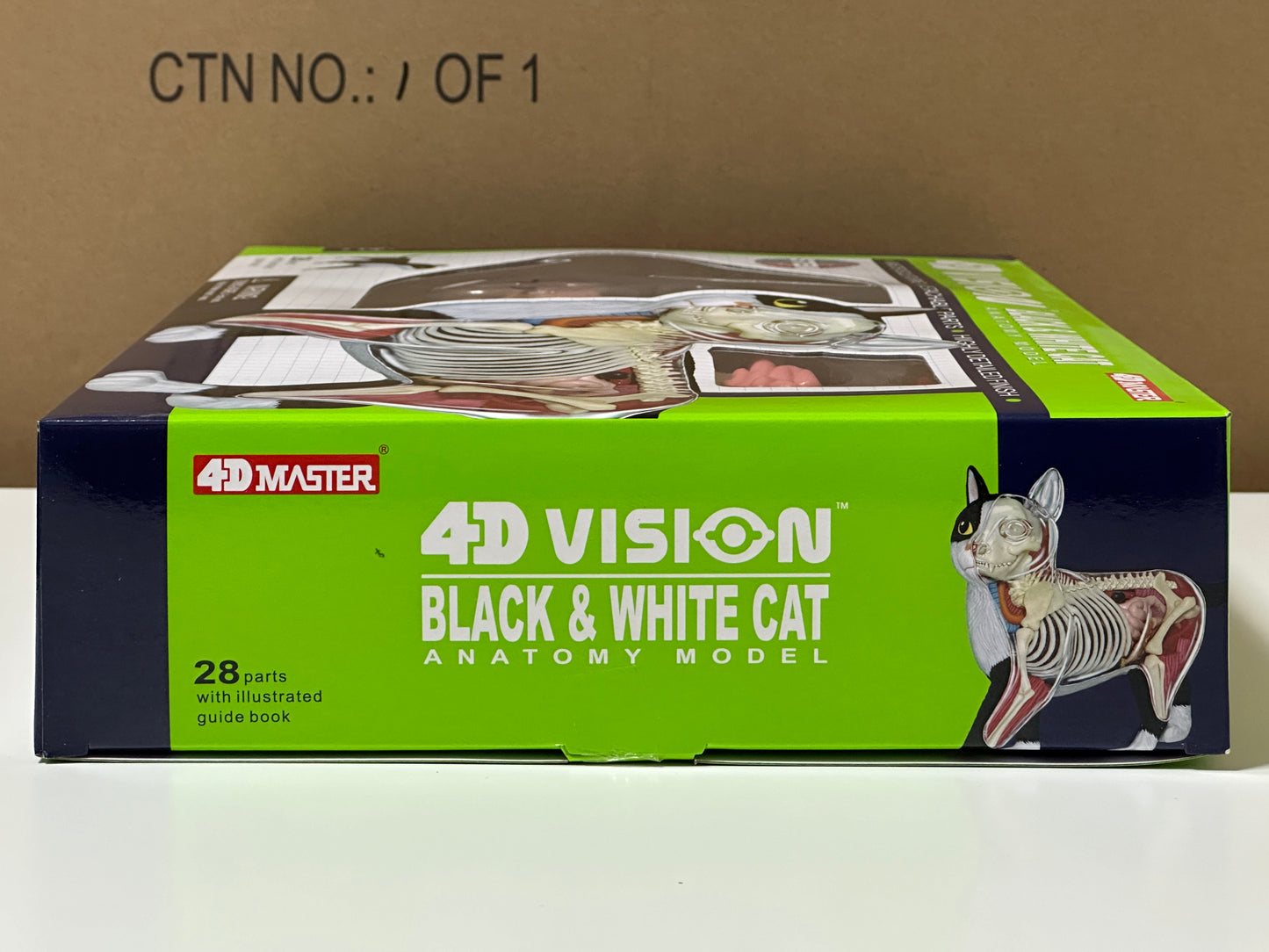 4D Master 622004 Black and White Cat 白黒猫 解剖モデル