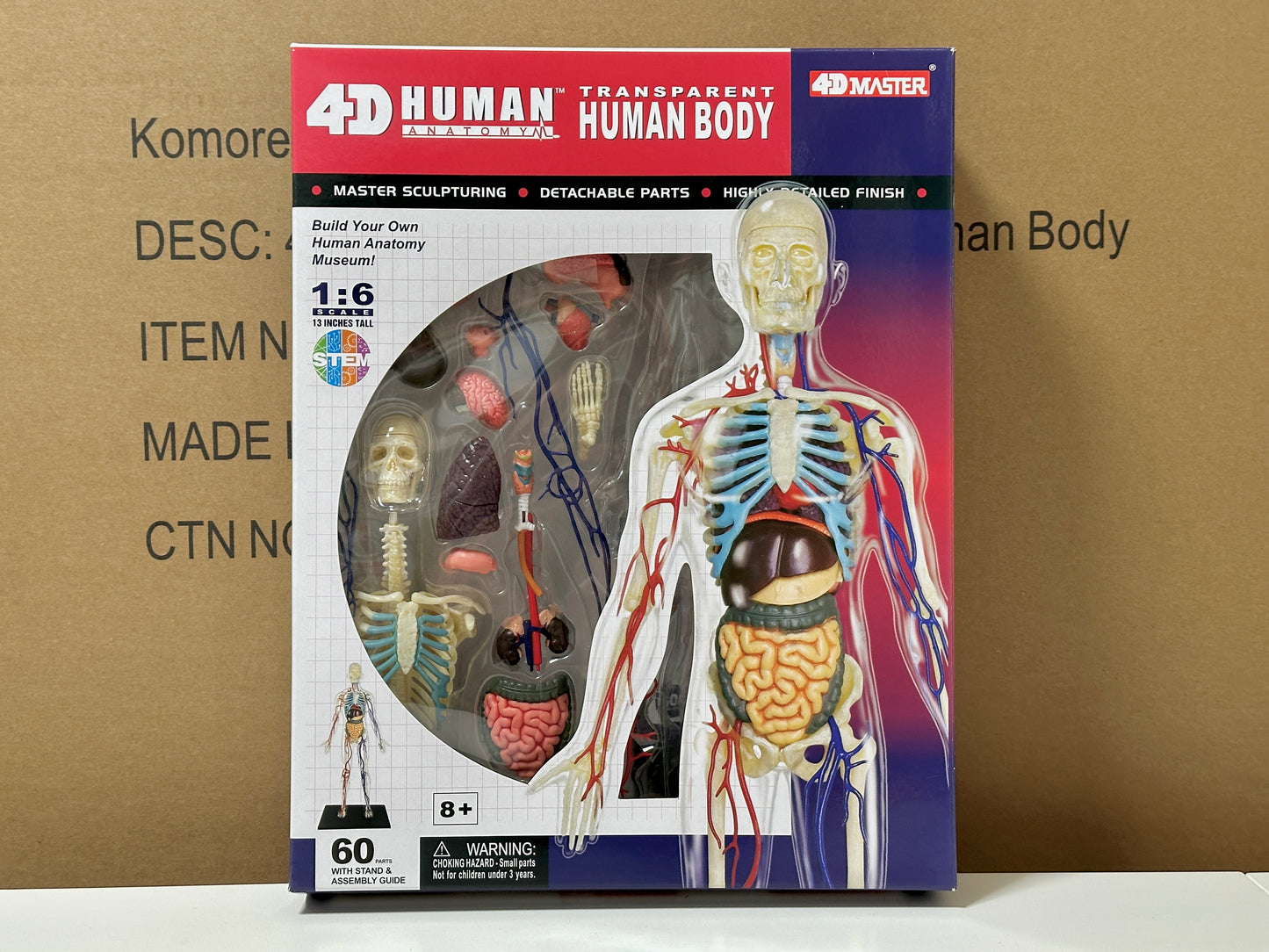 4D Master 626204 Transparent Human Body 13インチ 人体(透明) 解剖モデル 1:6