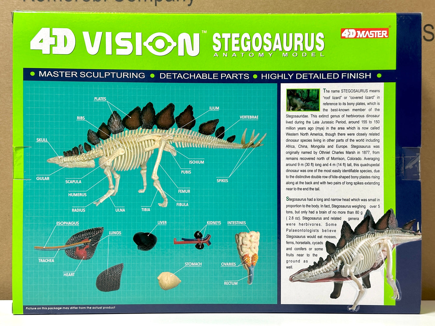4D Master 622016 Stegosaurus ステゴサウルス 解剖モデル