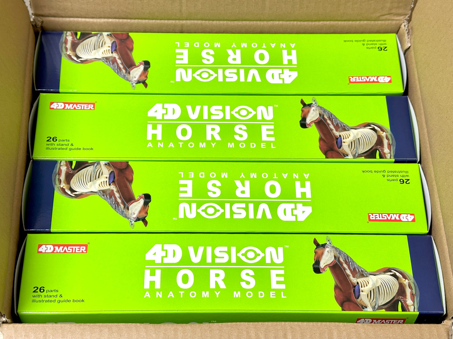 4D Master 622022 Horse 馬 ウマ 解剖モデル