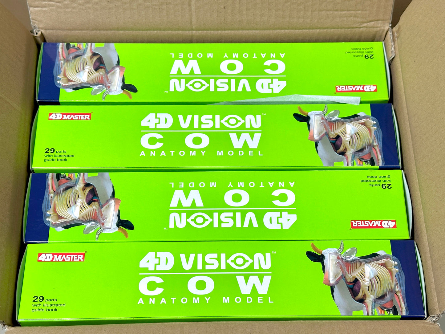 4D Master 622021 Cow 乳牛 解剖モデル