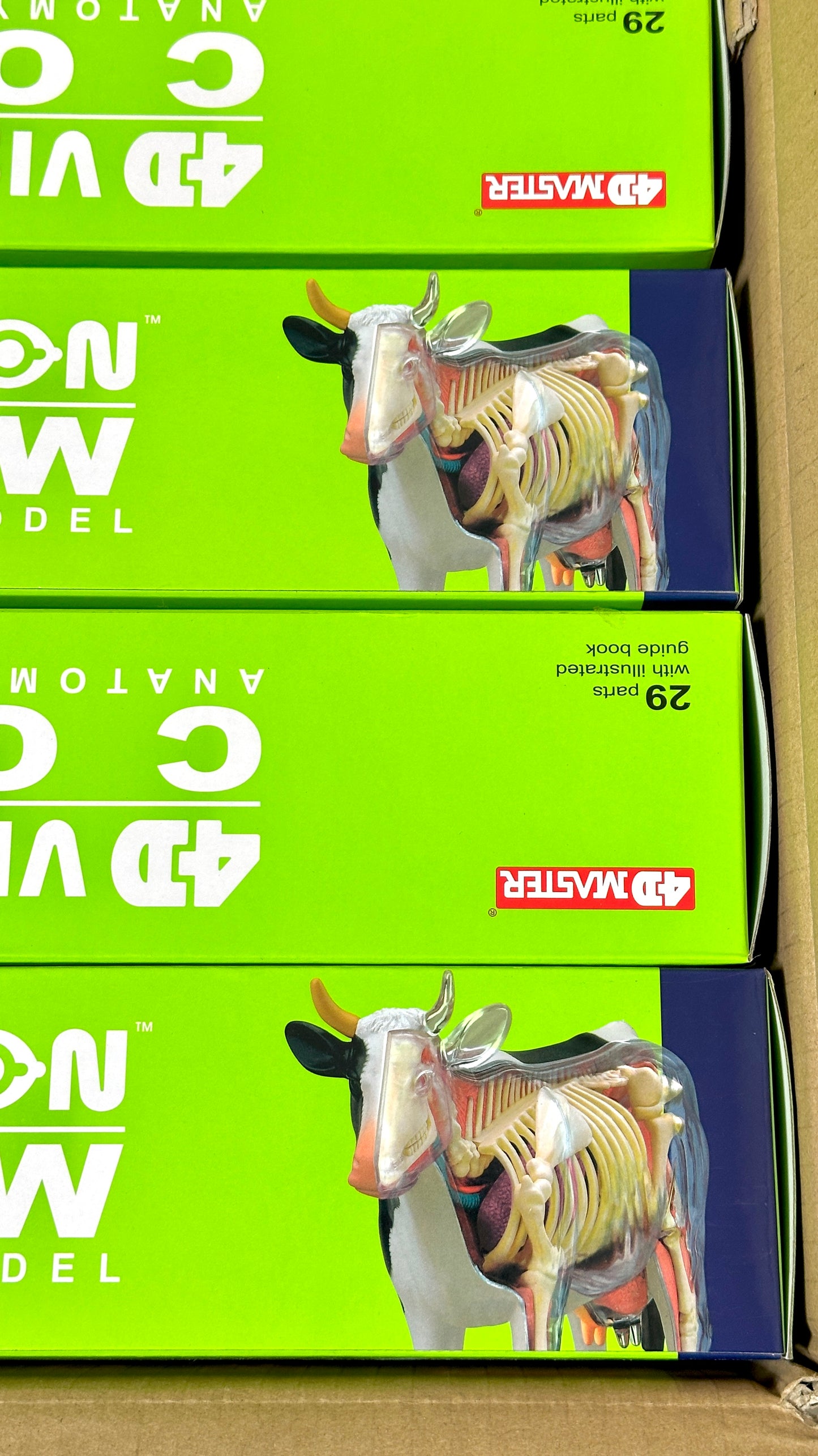 4D Master 622021 Cow 乳牛 解剖モデル