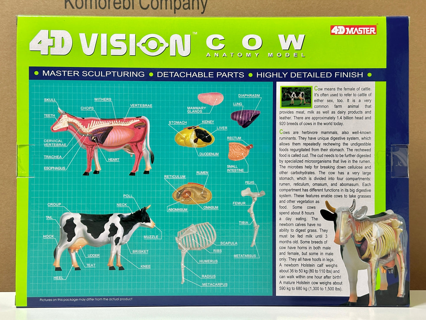 4D Master 622021 Cow 乳牛 解剖モデル