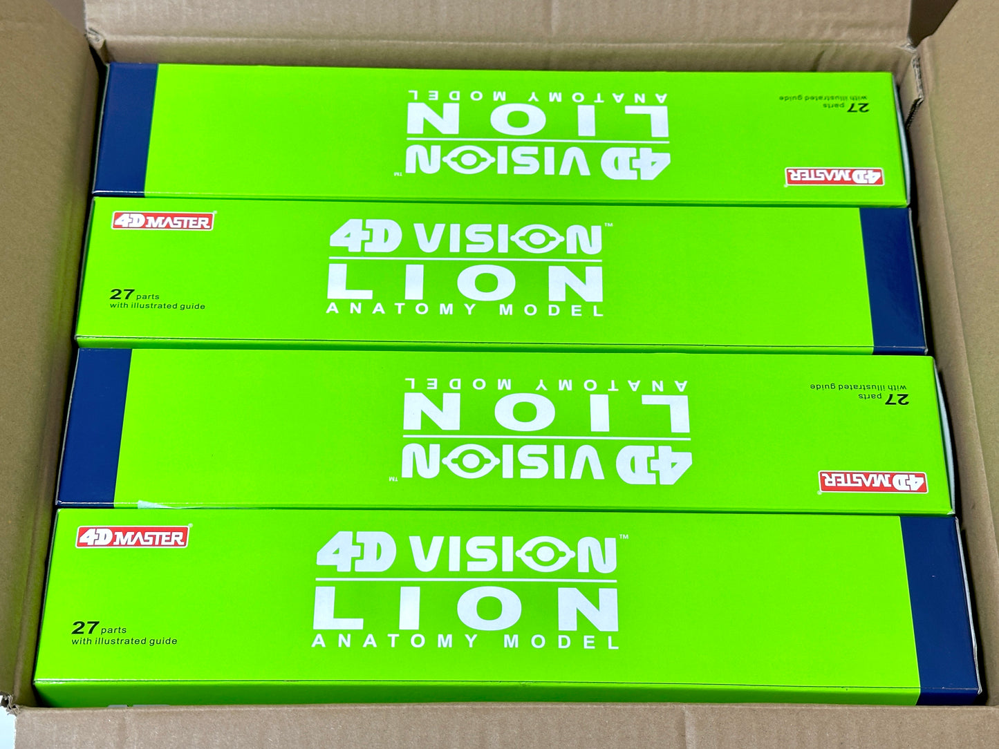 4D Master 622036 Lion ライオン 解剖モデル