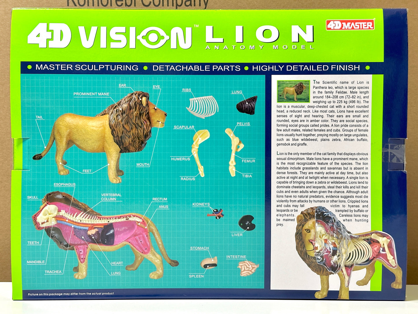 4D Master 622036 Lion ライオン 解剖モデル