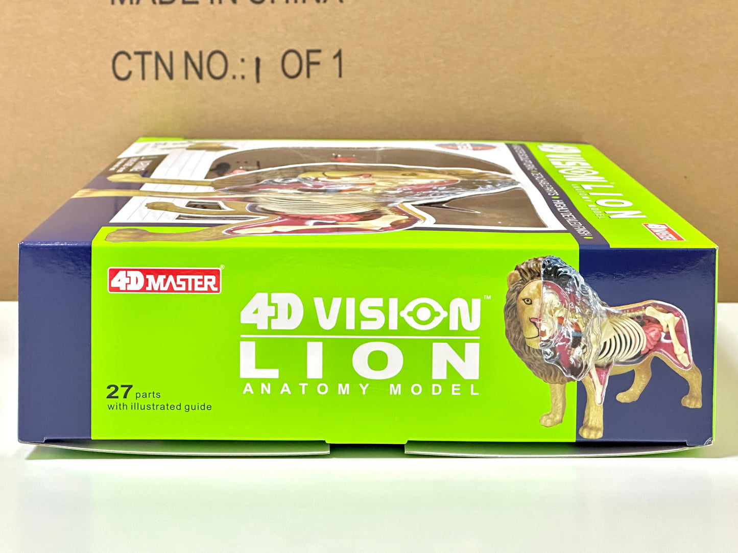 4D Master 622036 Lion ライオン 解剖モデル