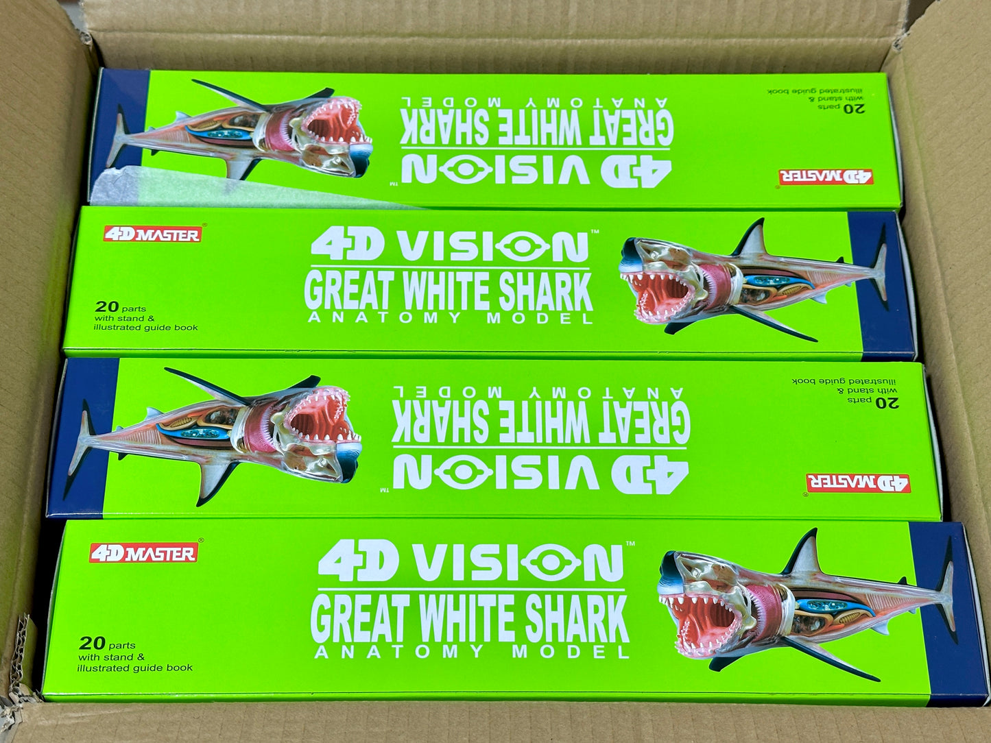 4D Master 622028 Great White Shark ホホジロザメ 解剖モデル