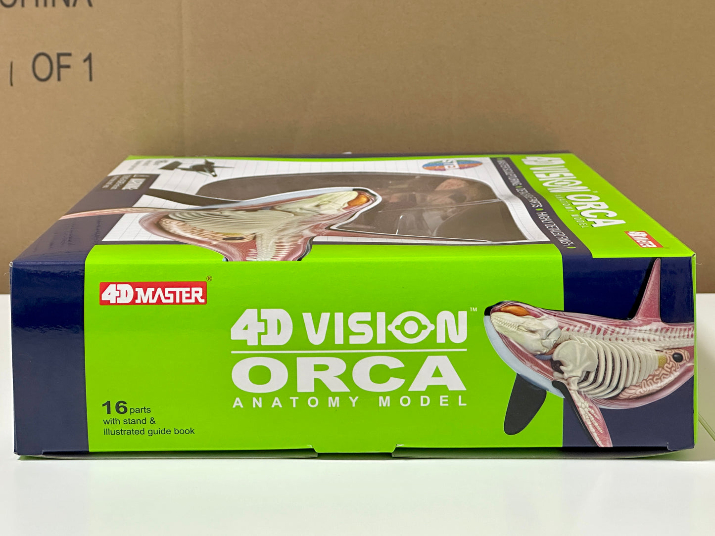 4D Master 622026 Orca オルカ 解剖モデル