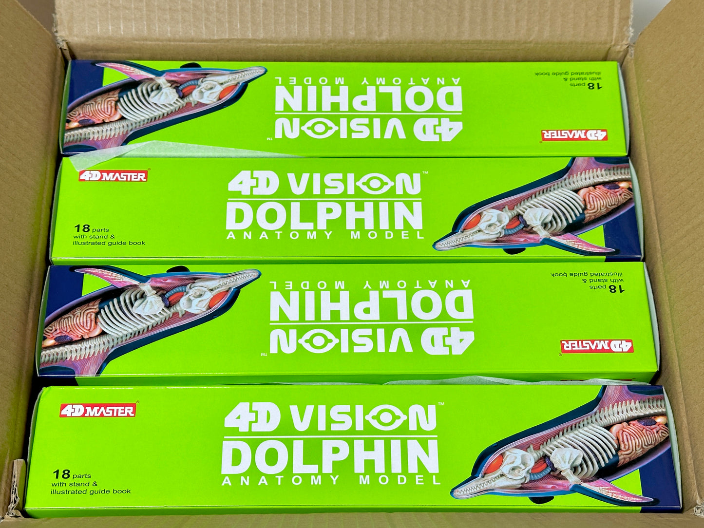 4D Master 622027 Dolphin イルカ解剖モデル