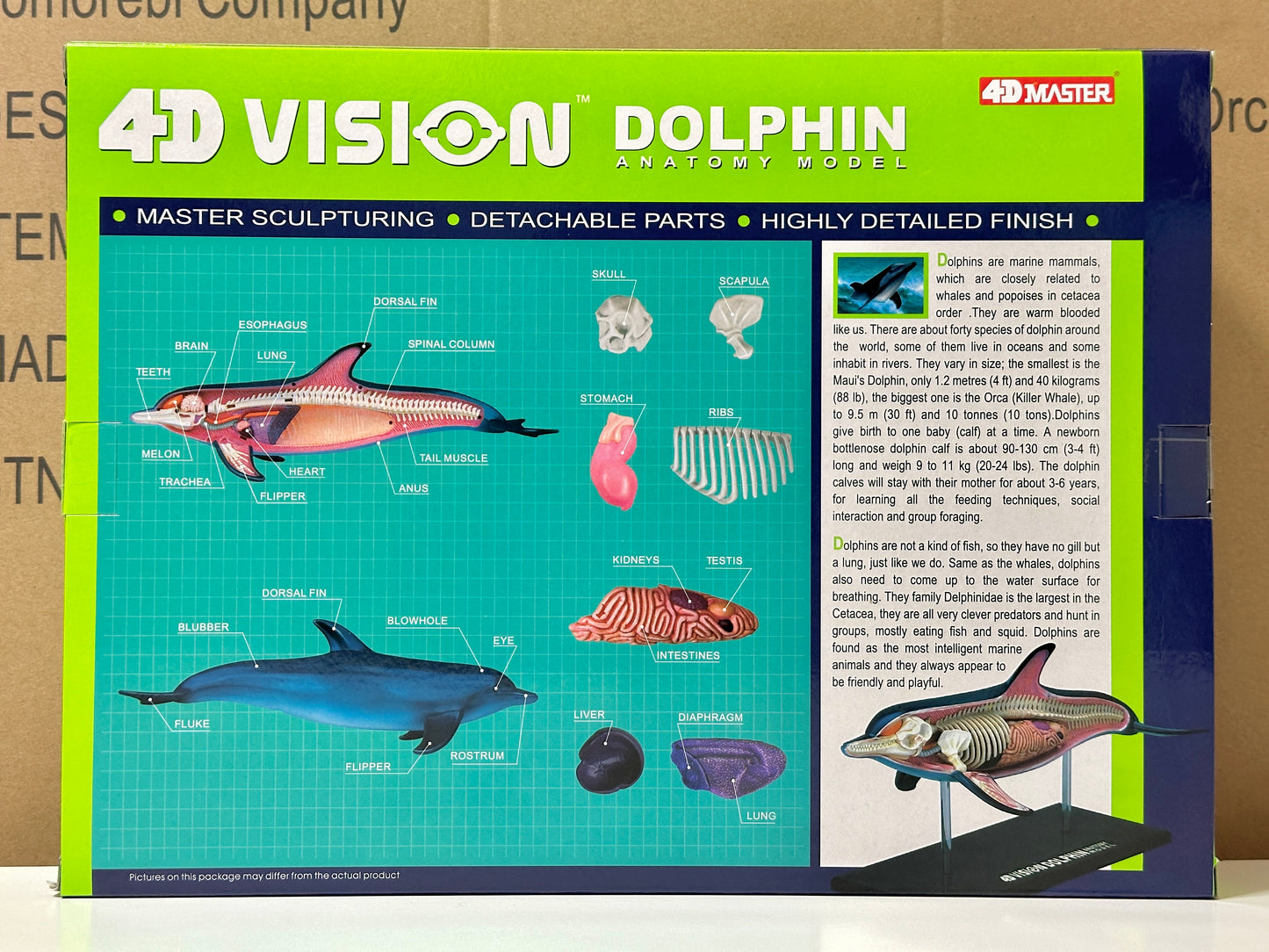 4D Master 622027 Dolphin イルカ解剖モデル