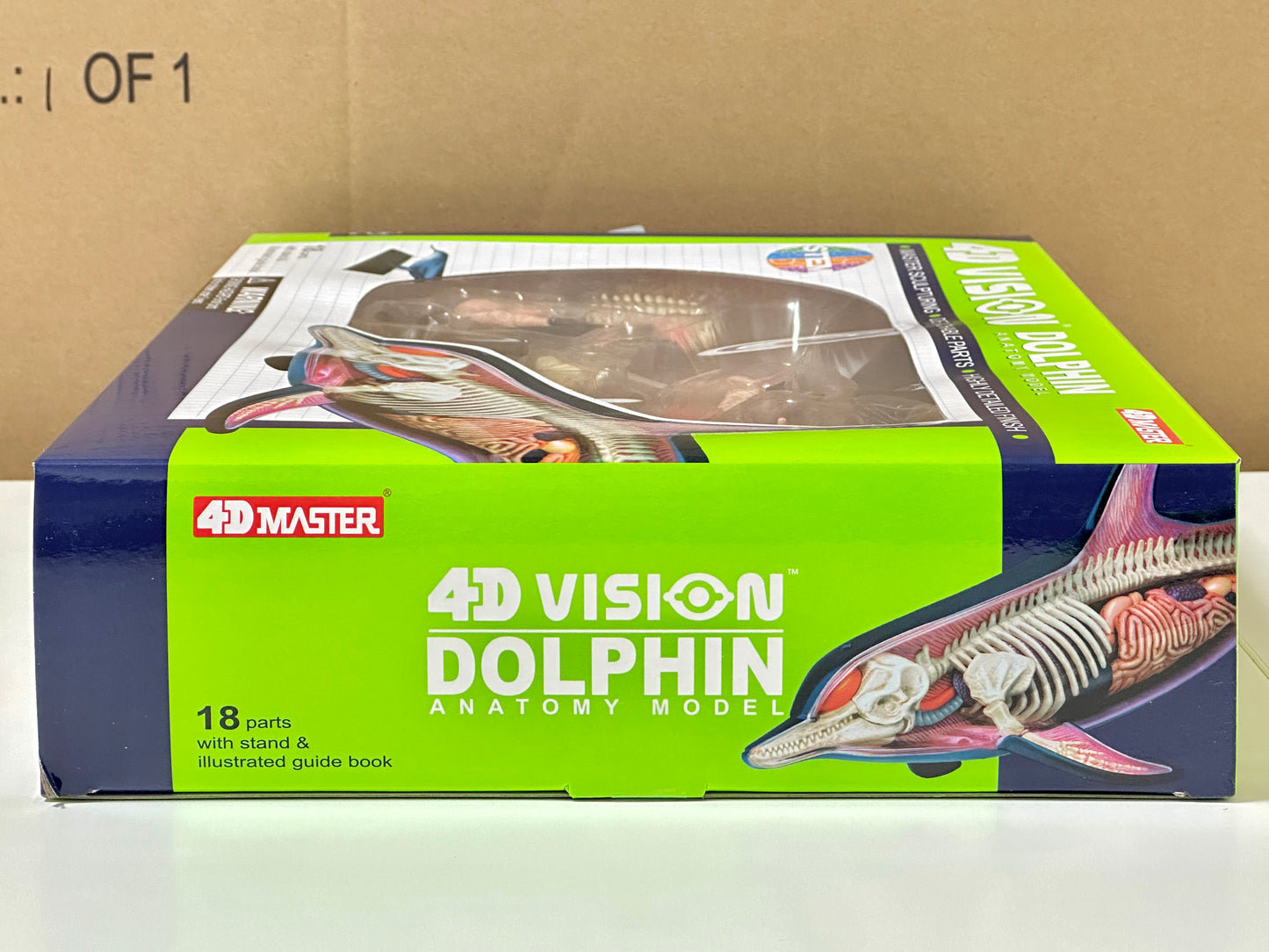 4D Master 622027 Dolphin イルカ解剖モデル