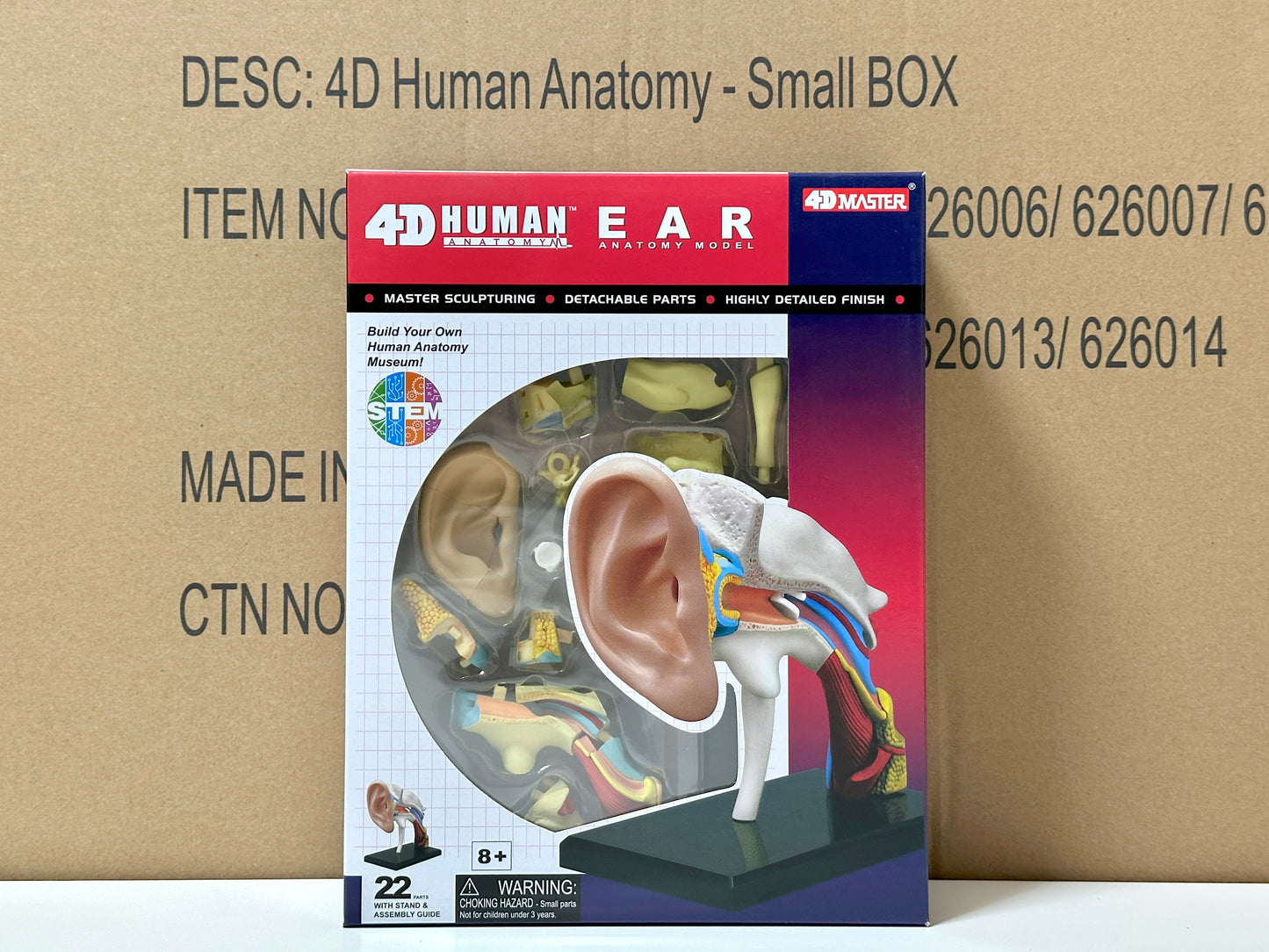 4D Master 626007 Ear 耳 人体解剖モデル 1:1.3