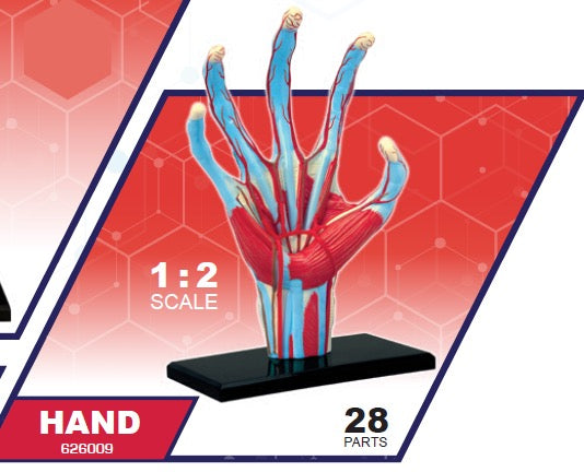 4D Master 626009 Hand 手 人体解剖モデル 1:2