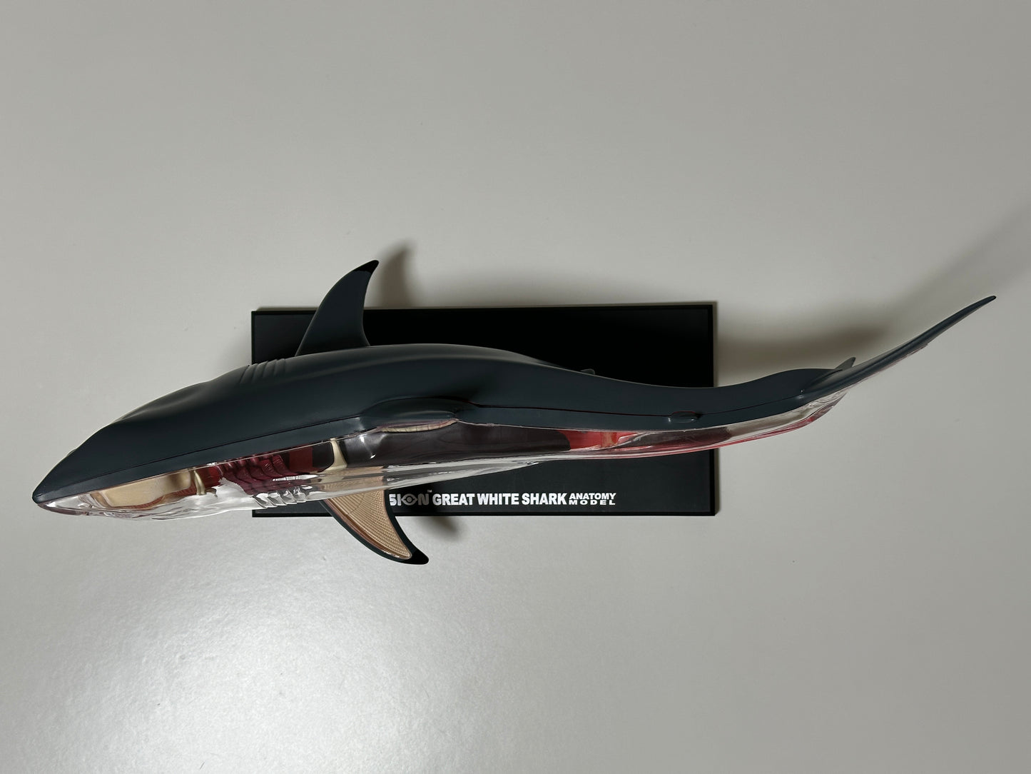 4D Master 622028 Great White Shark ホホジロザメ 解剖モデル
