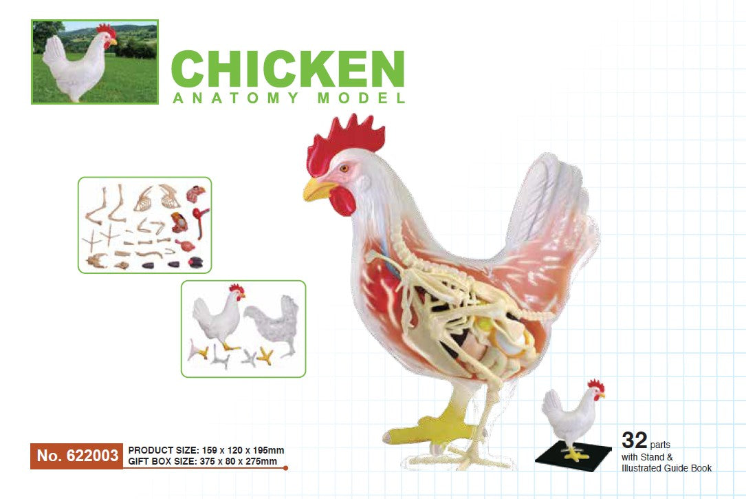 4D Master 622003 Chicken 鶏 解剖モデル