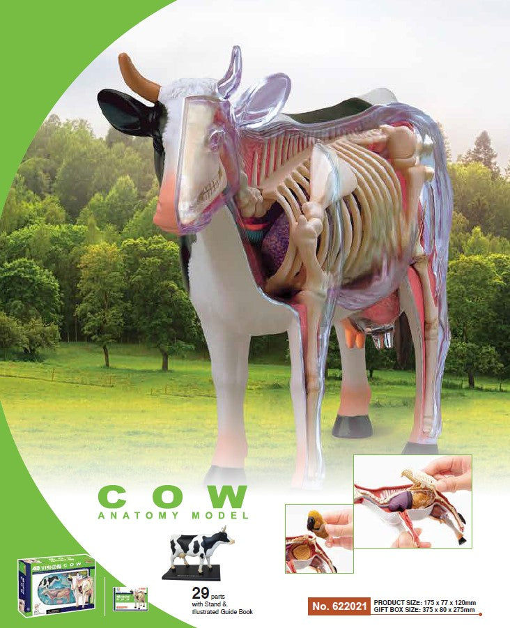 4D Master 622021 Cow 乳牛 解剖モデル