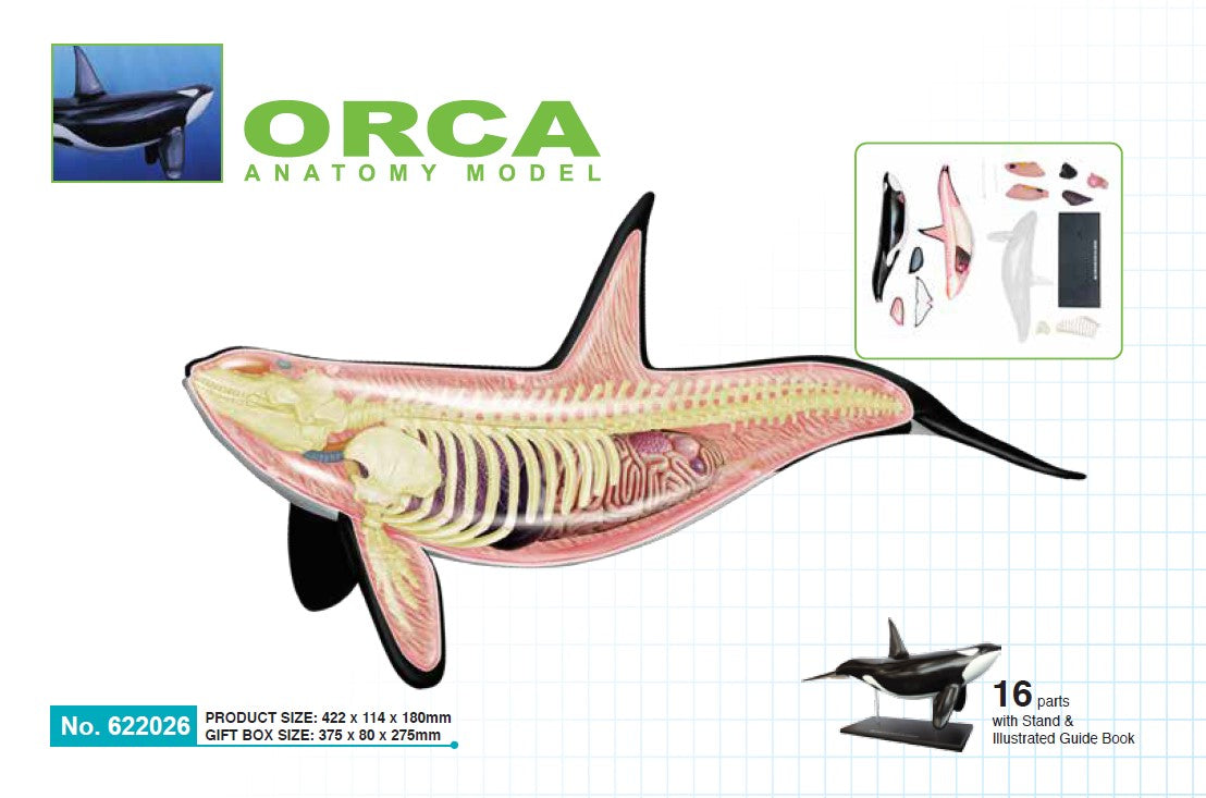 4D Master 622026 Orca オルカ 解剖モデル