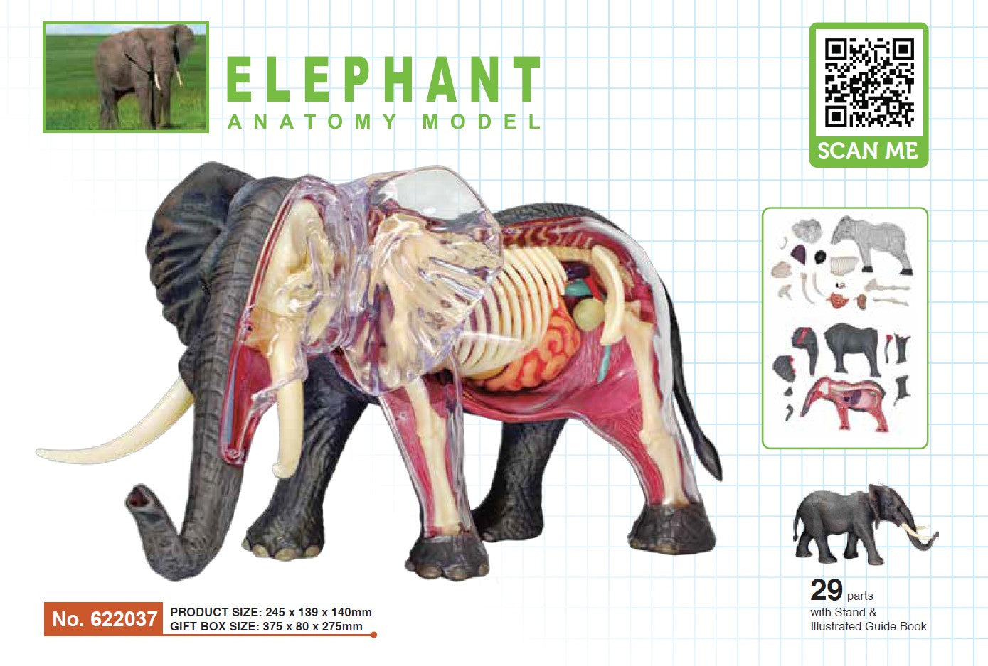4D Master 622037 Elephant 象 解剖モデル