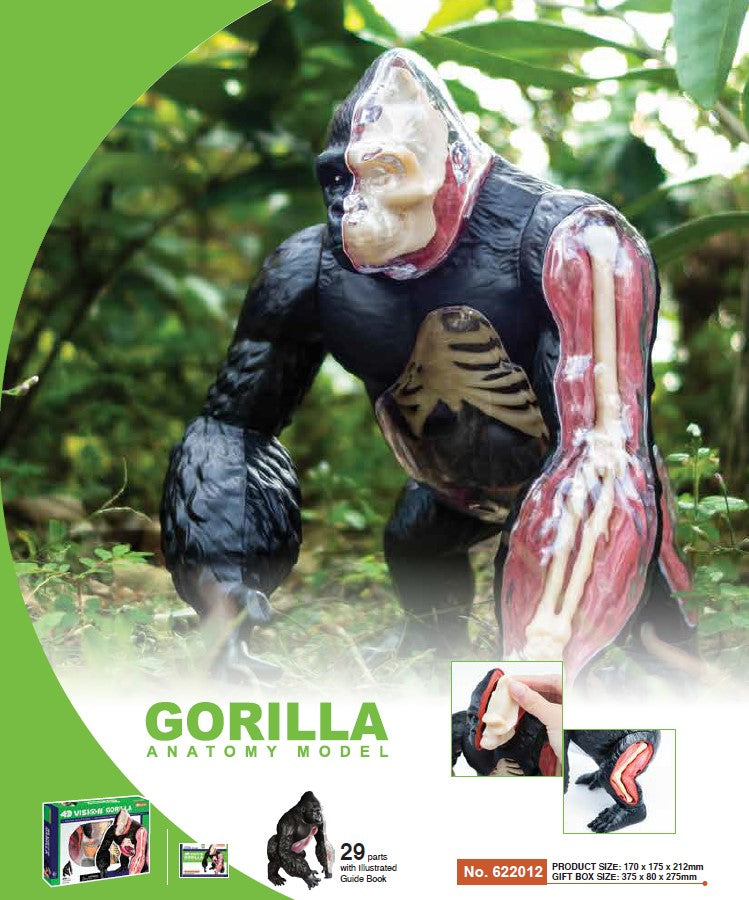 4D Master 622012 Gorilla ゴリラ 解剖モデル