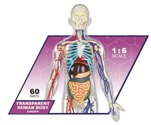 4D Master 626204 Transparent Human Body 13インチ 人体(透明) 解剖モデル 1:6