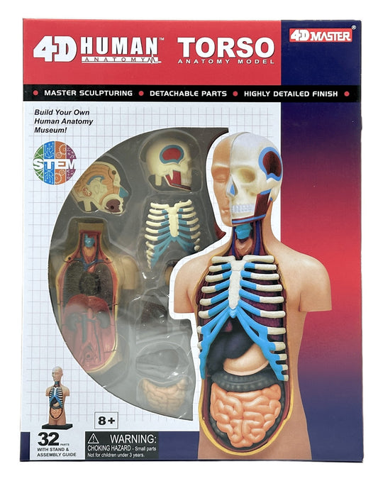 4D Master 626003 Torso 人体胴体 解剖モデル 1:8