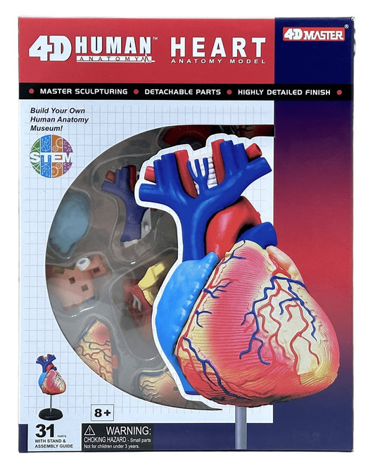 4D Master 626004 Heart 心臓 人体解剖モデル 1:1.6