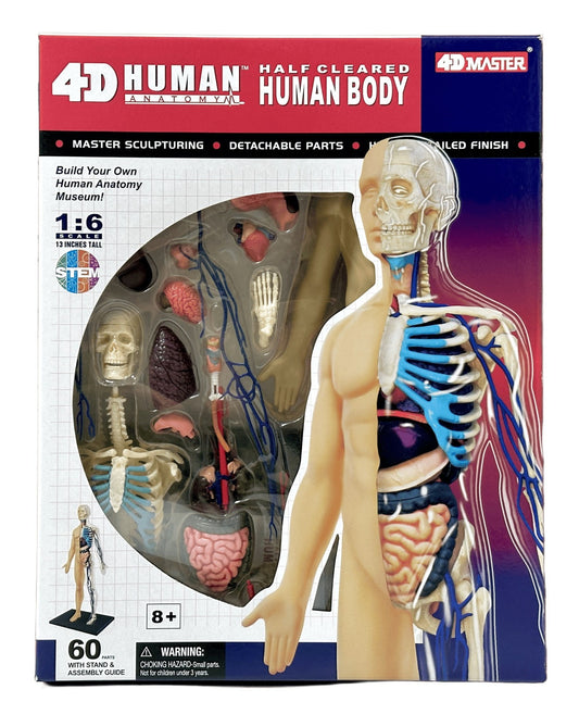 4D Master 626203 Half Cleared Human Body 13インチ 人体(半分クリア) 解剖モデル 1:6