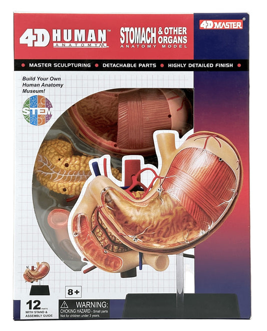 4D Master 626014 Stomach & other organs 胃 人体解剖モデル 1:1.7