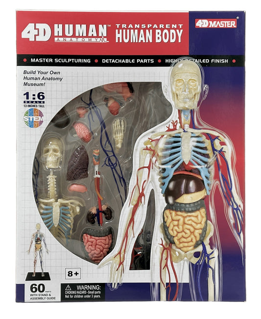 4D Master 626204 Transparent Human Body 13インチ 人体(透明) 解剖モデル 1:6