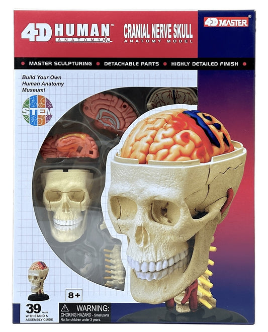 4D Master 626005 Cranial Nerve Skull 脳神経頭蓋骨 人体解剖モデル 1:3