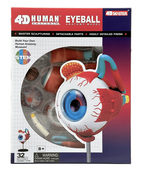 4D Master 626006 Eyeball 眼球 人体解剖モデル 1:4