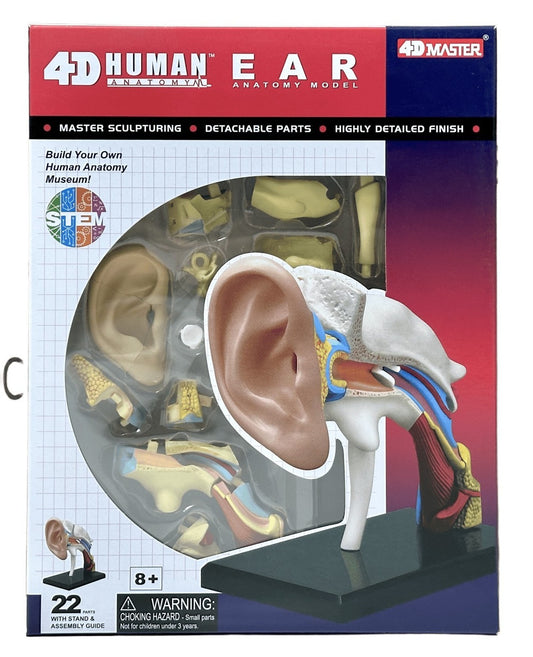 4D Master 626007 Ear 耳 人体解剖モデル 1:1.3