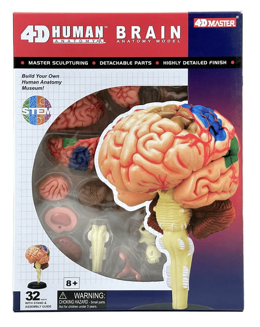 4D Master 626008 Brain 人間の脳 人体解剖モデル 1:2.5