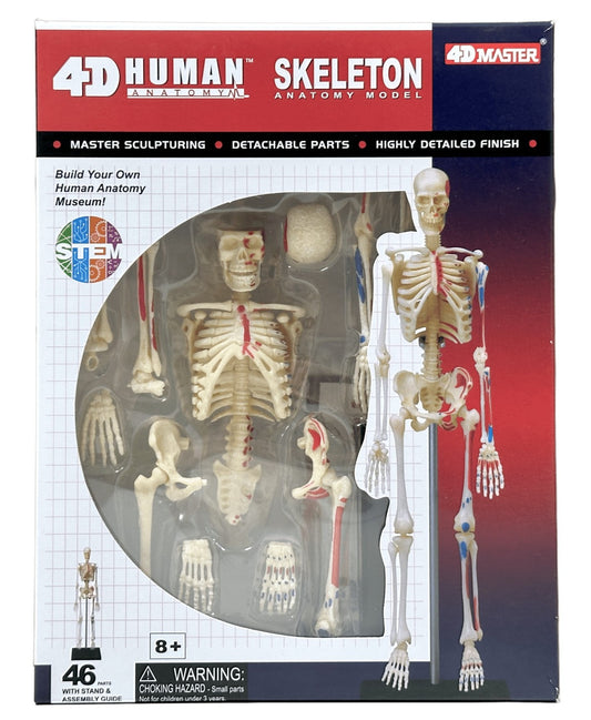 4D Master 626011 Skeleton 人間の骨格 人体解剖モデル 1:8