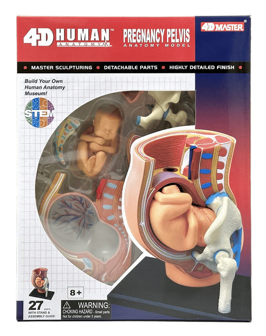 4D Master 626012 Pregnancy Pelvis 妊娠骨盤 人体解剖モデル 1:3.8