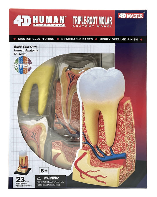 4D Master 626013 Triple Root Molar 三根大臼歯 人体解剖モデル 3.5:1